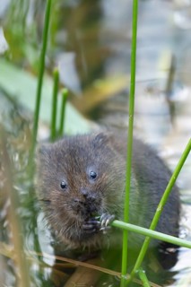 Water vole (Arvicola amphibius) adult rodent animal feeding on a reed leaf in a reedbed on a pond,