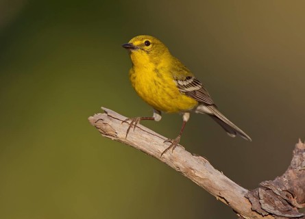 Pine Warbler (Setophaga pinus) male, Florida, USA