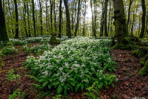 Wild garlic blossom (Allium ursinum) on the forest floor in a beech forest (Fagus sylvatica) in the