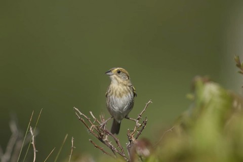 Nelson's Sparrow (Ammodramus nelsoni), Maine, USA
