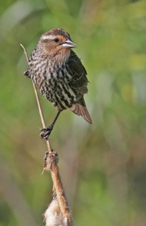 Red-winged Blackbird (Agelaius phoeniceus) female, Saskatchewan, Canada