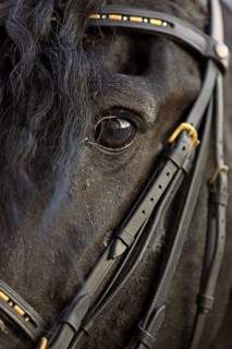 Friesian, Friesian horse, long mane, head picture, eye, snaffle