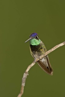 Rivoli's Hummingbird Eugenes fulgens Chiricahua Mountains, Cochise County, ARIZONA, United States 6