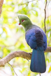 Helmturako, (Tauraco corythaix), Garden Route National Park, Wilderness Section, Wilderness,