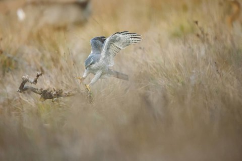 A female northern goshawk gracefully lands on a branch in a grassy field. The bird's striking