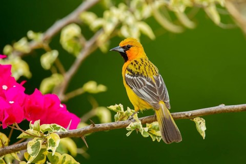 Streak-backed Oriole Icterus pustulatus microstictus El Tuito, Jalisco, Mexico 12 June Adult Female
