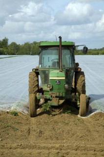 Green tractor parked at end of field covered by protective fleece, Bawdsey, Suffolk, England,