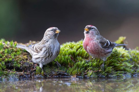 Lesser Redpoll (Acanthis cabaret) pair at a waterhole, North Rhine-Westphalia, Germany
