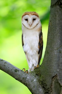 Barn owl (Tyto alba), adult, alert, on tree, Šumava, Czech Republic