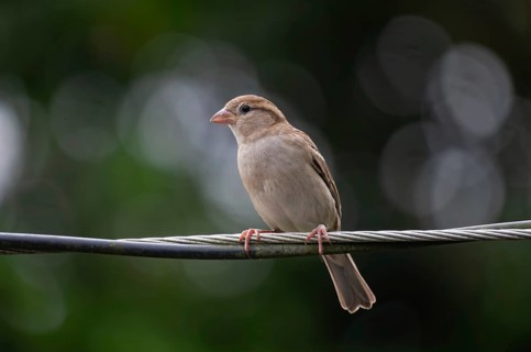 House sparrow (Passer domesticus) sitting on a wire, Gazipur, Bangladesh