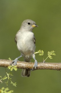 Verdin (Auriparus flaviceps), Texas, USA