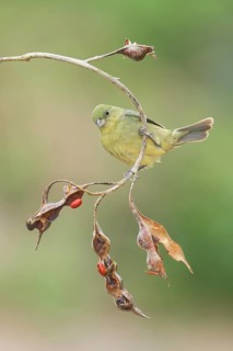Painted Bunting (Passerina ciris) female perched on a branch, Texas, USA