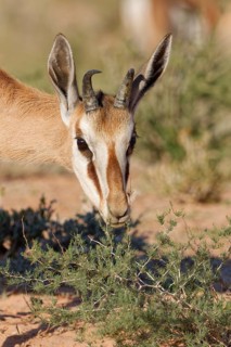 Springbok (Antidorcas marsupialis), young animal, feeding on plants, animal portrait, head