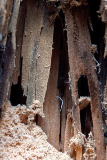 Detailed close-up at a decayed tree with wood showing shredded fibers, splintered surfaces, and