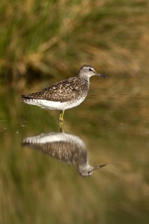 Wood Sandpiper (Tringa glareola), Castile-La Mancha, Spain