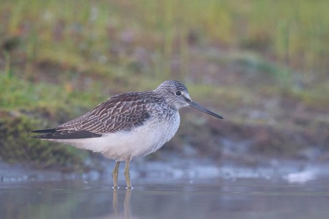 Common Greenshank (Tringa nebularia), North Rhine-Westphalia, Germany