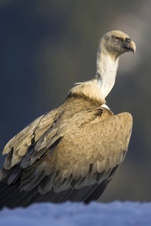 Griffon Vulture (Gyps fulvus), Aragon, Spain