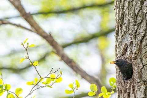 A starling (Sturnus vulgaris) looks away from its breeding den in a natural hollow on the trunk of