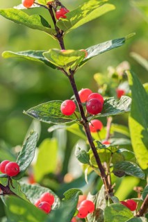 Tatarian honeysuckle (Lonicera tatarica 'Rubra')