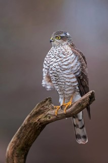 Eurasian Sparrowhawk (Accipiter nisus) female perched on a branch, Saxony-Anhalt, Germany