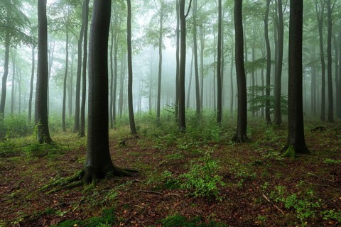 Forest shrouded in mist, tall trees, mystical and peaceful atmosphere, fresh air, wide open view,