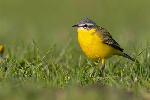 Blue-headed Yellow Wagtail, (Motacilla flava flava), Bergeronnette printanière, Lavandera Boyera,