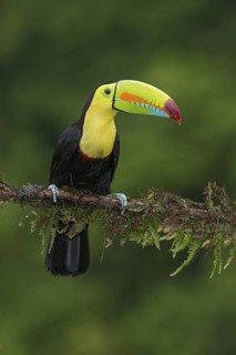 Keel-billed Toucan (Ramphastos sulfuratus), Costa Rica