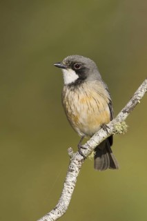 Rufous Whistler (Pachycephala rufiventris) male, Victoria, Australia