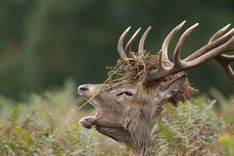 Red deer (Cervus elaphus) adult male stag animal roaring during the annual rut season in autumn,