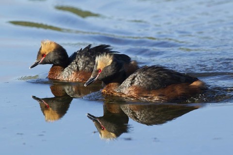 Horned Grebe (Podiceps auritus), Iceland