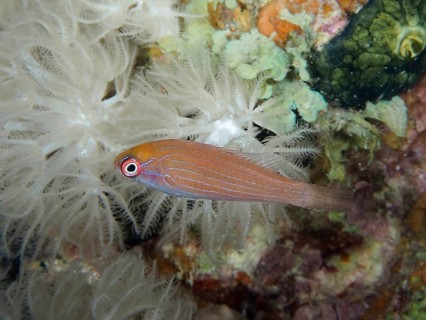 Juvenile Red Sea Dwarf Wrasse (Paracheilinus octotaenia)