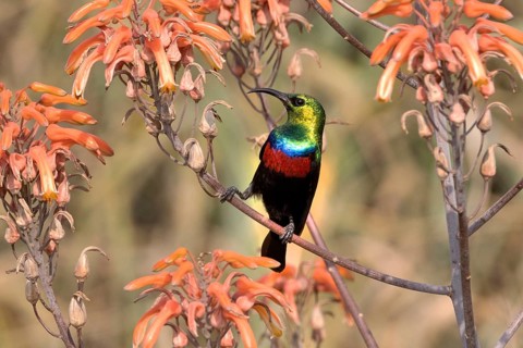 Marico Sunbird (Cinnyris mariquensis) male, South Africa