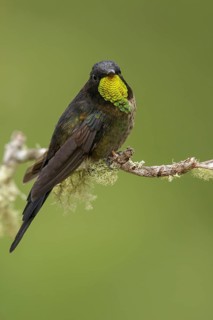 Black-backed Thornbill (Ramphomicron dorsale) perched on a branch in the mountains of Colombia,