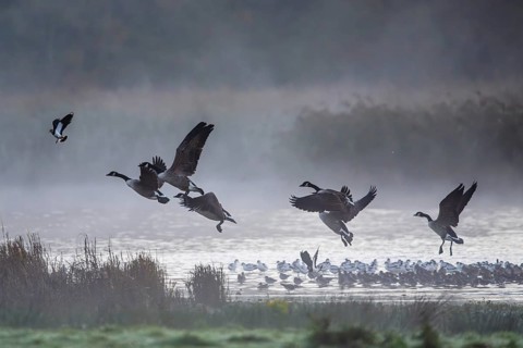 Canada Goose, Branta Canadensis, birds in flight over marshes, Devon, England, United Kingdom