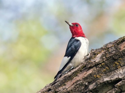 A Red-headed Woodpecker (Melanerpes erythrocephalus) perched on a tree in Theodore Roosevelt