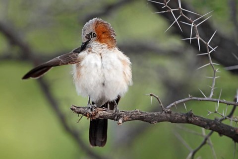 Bare-cheeked Babbler (Turdoides gymnogenys), Namibia