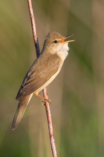Marsh Warbler (Acrocephalus palustris) singing from a reed stem, Poland