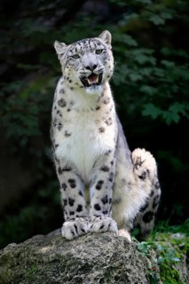 Snow leopard (Uncia uncia), adult, alert, sitting on rocks, endangered species, captive