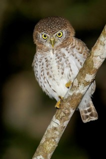 Cuban Pygmy Owl (Glaucidium siju) perched on a branch in Cuba
