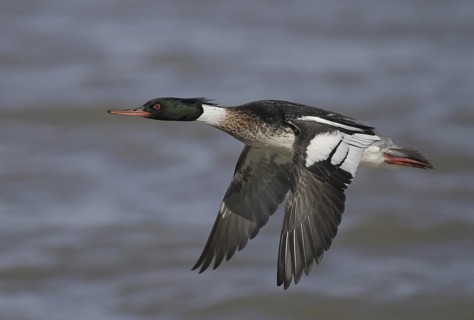 Red-breasted Merganser (Mergus serrator) male flying, Ohio, USA