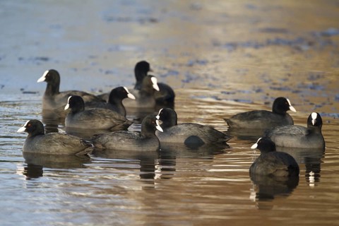 Eurasian Coot (Fulica atra), North Rhine-Westphalia, Germany