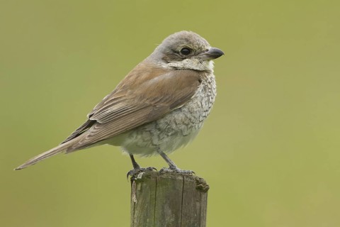 Red-backed Shrike (Lanius collurio) juvenile, Rhineland-Palatinate, Germany