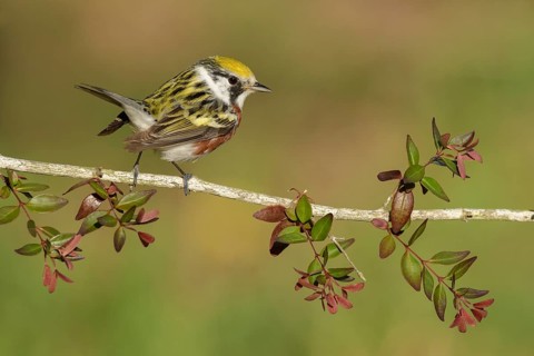 Chestnut-sided Warbler (Setophaga pensylvanica) male perched on a flowering branch, Texas, USA
