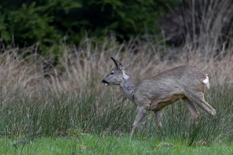 Doe (Capreolus capreolus) on a wild meadow at the edge of a forest, forest meadow, April, Germany