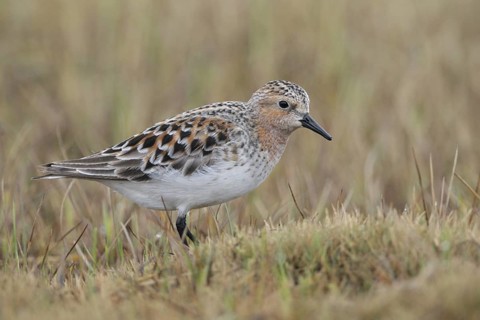 Red-necked Stint (Calidris ruficollis), Alaska, USA