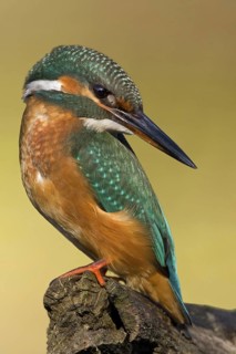 Common Kingfisher (Alcedo atthis), Saxony-Anhalt, Germany