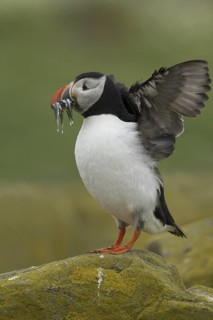 Atlantic Puffin (Fratercula arctica), Scotland, United Kingdom