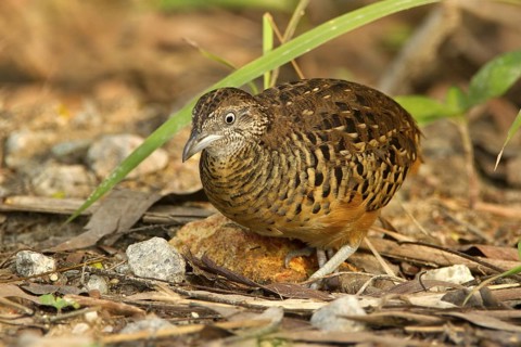Barred Buttonquail (Turnix suscitator), Lorong Halus, Singapore