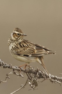 Woodlark (Lullula arborea), Rhineland-Palatinate, Germany