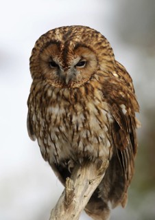 Tawny Owl (Strix aluco), Wales, United Kingdom